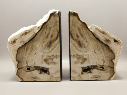 Petrified Wood Stone Bookends Cypress Tree Saddle Mountain Washington #O3