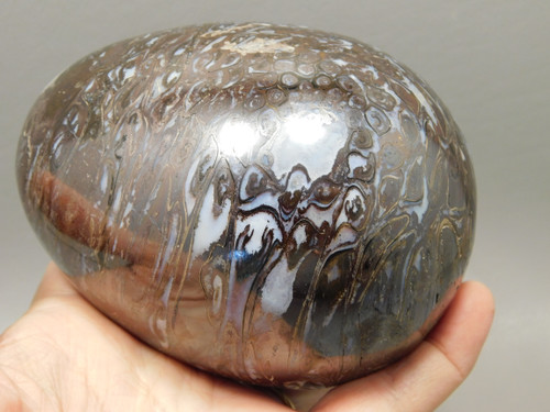 Petrified Wood Egg Rare Palaeosmunda Fossil Large 4.25 inch #O1