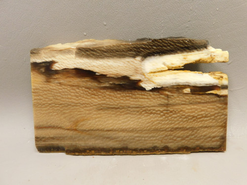 Petrified Sycamore Wood Lapidary Stone Slab Rough Rock Fossil #O1