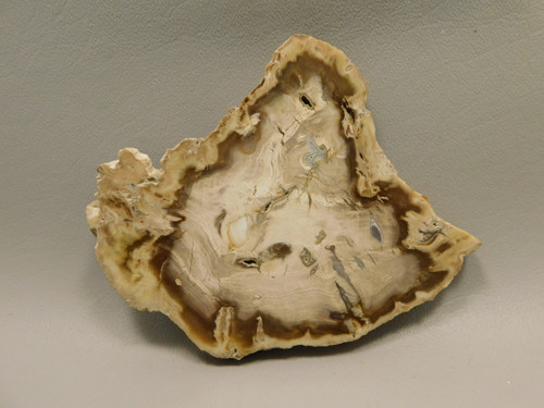 Petrified Wood Water Cypress Root Polished Round Slab Sunnyside #O1