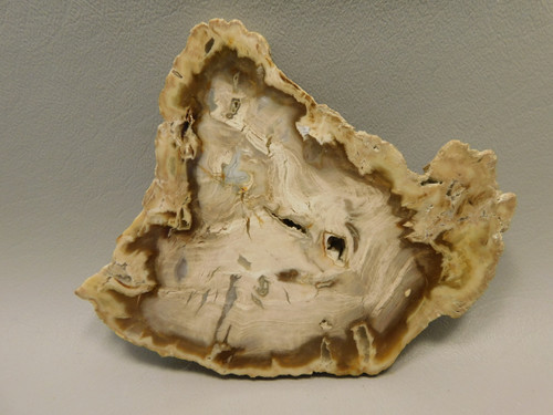 Petrified Wood Water Cypress Root Polished Round Slab Sunnyside #O9