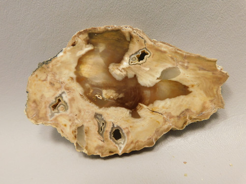 Petrified Wood Water Cypress Root Polished Round Slab Sunnyside #O7