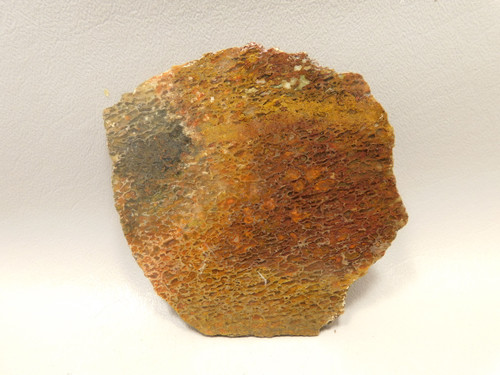 Dinosaur Bone Fossilized Polished Rock Stone Slab #O4