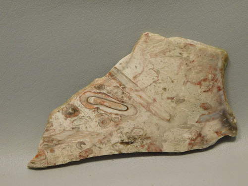 Petrified Palm Wood Polished Slab Rock 5.4 inch California #Ox137