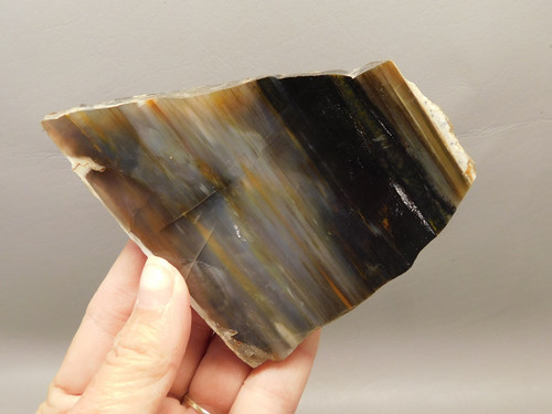 Petrified Wood Polished Stone Rock Conifer Oregon #O3
