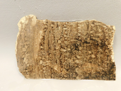 Stromatolite Unpolished Stone Slab Rough Rock Wyoming #O1