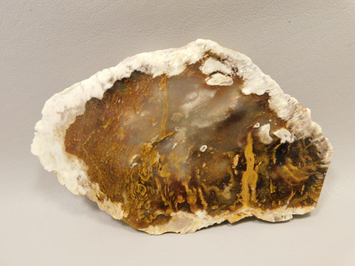 Petrified Wood Polished Stone Slab Hubbard Basin Nevada #O10