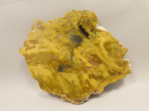 Petrified Wood Polished Stone Slab Henry Mountain Utah #O188-12