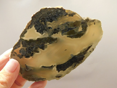 Limb Cast Polished Petrified Wood Collector Crooked River Oregon #O1 Limb Cast Polished Petrified Wood Collector Crooked River Oregon #O1