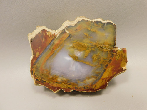 Petrified Wood Polished Round Rock Grassy Mountain Oregon #O101