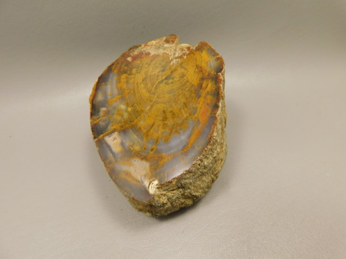 Petrified Wood Polished Round Stump Rock Grassy Mountain Oregon #O102