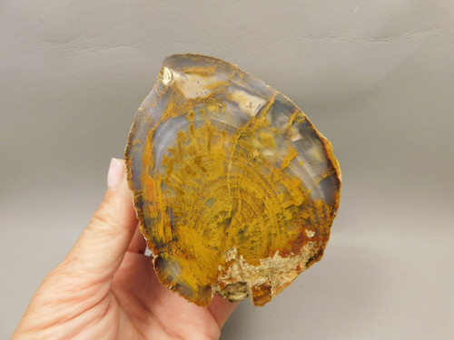 Petrified Wood Polished Round Stump Rock Grassy Mountain Oregon #O102
