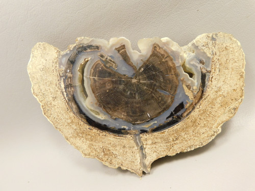 Eden Valley Petrified Wood Polished Round Wyoming #O8