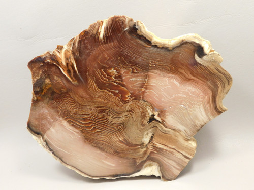 Petrified Wood Polished Rock 8 inch Cherry Creek Nevada #O194-50