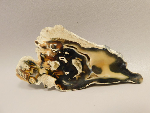 Agatized Coral Polished Geode Fossilized Rock Florida #O1