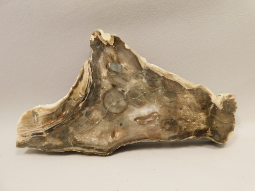 Petrified Wood Polished Round with Polyporites Yakima Canyon, WA #O13