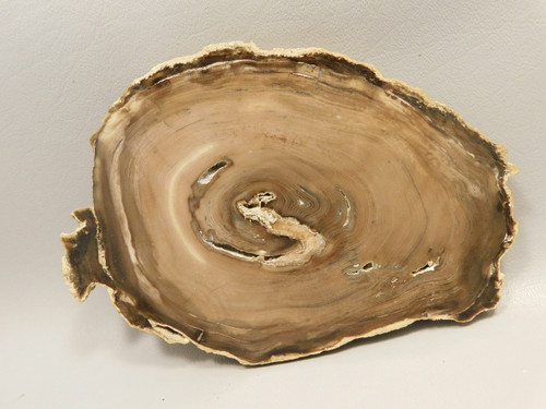 Petrified Wood Polished Round Insect Borings Vantage Washington #O141 Petrified Wood Polished Round Insect Borings Vantage Washington #O141