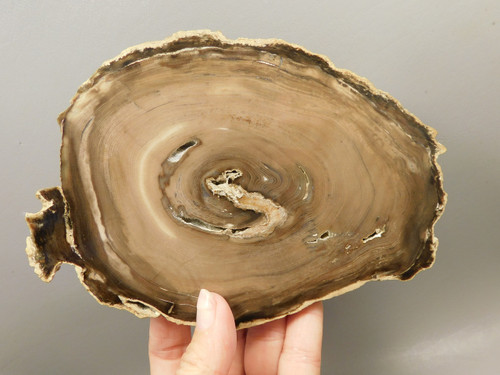 Petrified Wood Polished Round Insect Borings Vantage WA #O154