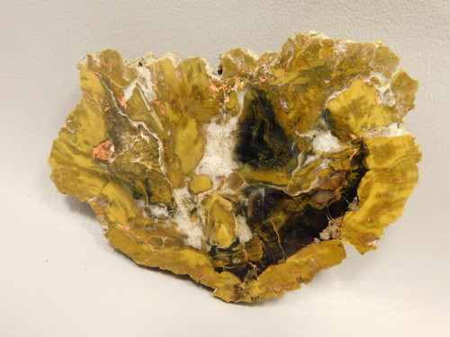Petrified Wood Polished Stone Slab Cockscomb Utah #O188-6