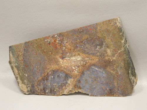 Dinosaur Bone Fossilized Polished Rock Stone Slab #O6