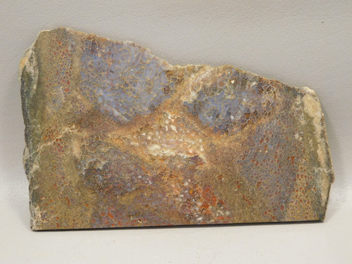 Dinosaur Bone Fossilized Polished Rock Stone Slab #O6
