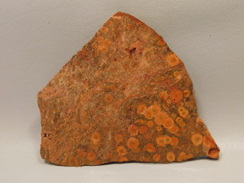 Birdseye Rhyolite Rough Rock Poppy Jasper Stone Slab #O5