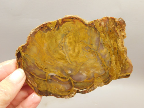 Petrified Wood Unpolished Stone Slab Grassy Mountain Oregon #O4