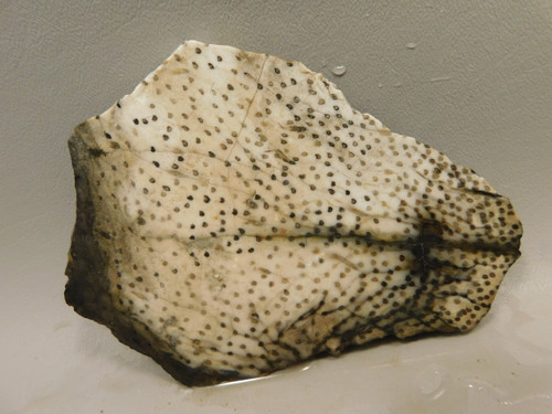 Petrified Palm Wood Unpolished Stone Slab Rough Rock Texas #OT5