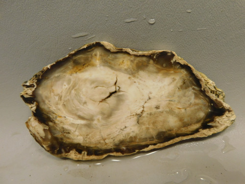 Petrified Wood Water Cypress Unpolished Stone Slab Sunnyside #O1