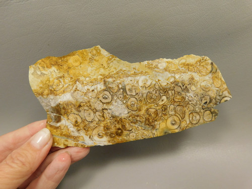 Petrified Palm Root Wood Unpolished Stone Slab Edison California#O2