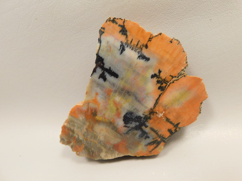 Petrified Arizona Picture Wood Araucarioxylon Polished #O12