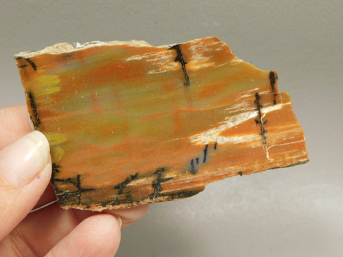 Petrified Arizona Picture Wood Araucarioxylon Polished #O13