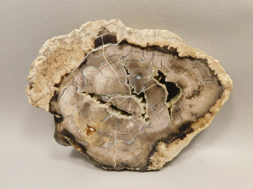 Petrified Wood Polished Rock Round Saddle Mountain Washington #O135-82