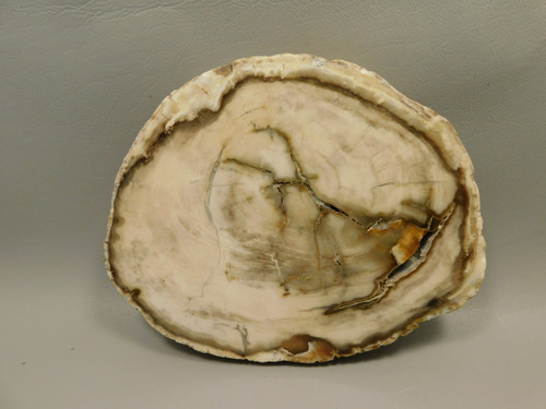 Petrified Wood Polished Round Yakima Canyon, WA #O134-64