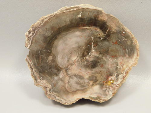 Petrified Palm Wood Polished Round Endcut Rock #OU1