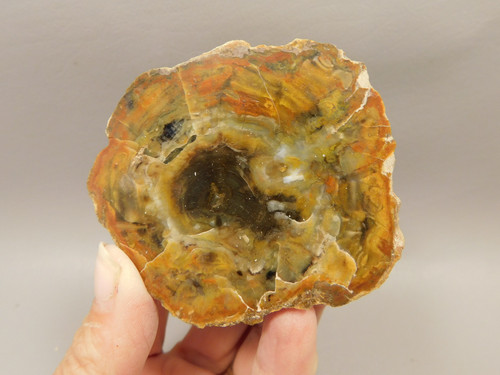 Petrified Wood Polished Round Stump Escalante Utah #O140-62