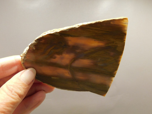 Petrified Wood Polished Round Rock Grassy Mountain Oregon #O106 Petrified Wood Polished Round Rock Grassy Mountain Oregon #O106
