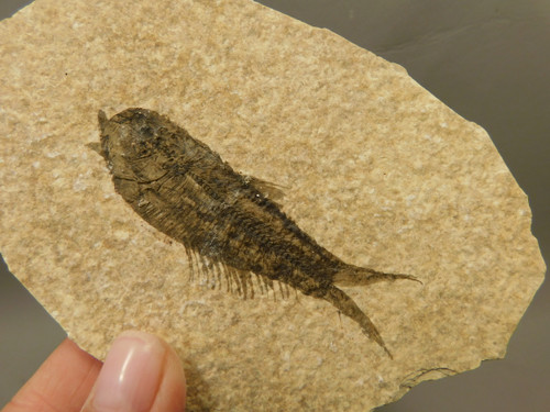 Fossil Fish Knightia Eocaena Small Fossil Lake Green River Wyoming #O1