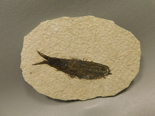 Fossil Fish Knightia Eocaena Small Fossil Lake Green River Wyoming #O8