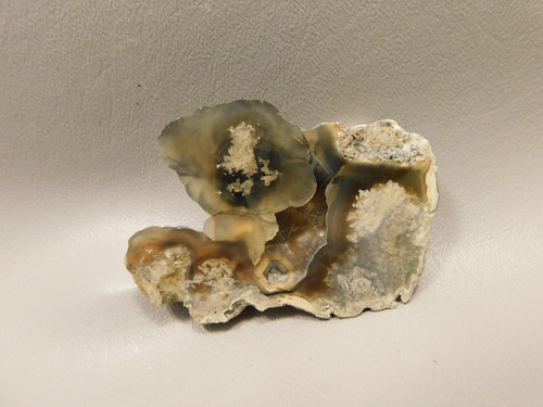 Agatized Coral Polished Fossilized Rock Florida #O2