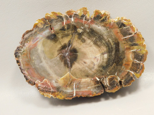 Petrified Wood Arizona Rainbow Araucarioxylon Polished Round #O1