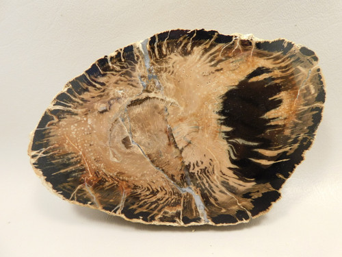 Eden Valley Petrified Wood Wyoming Polished Round Stump #O132-24