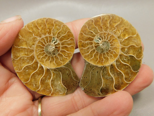 Ammonite Fossil 1.7 inch Polished Pair Natural Collector Stocking Stuffer #O4