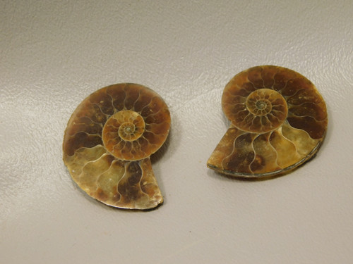 Ammonite Fossil 1.5 inch Polished Pair Natural Collector Stocking Stuffer #O11