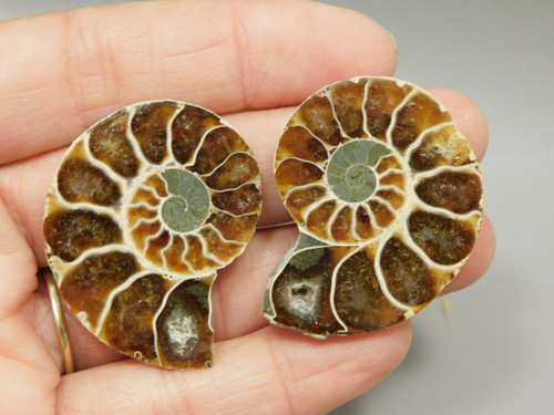 Ammonite Fossil 1.4 inch Polished Pair Natural Collector Stocking Stuffer #O12