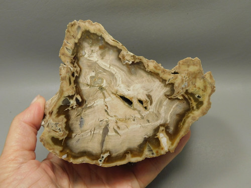 Petrified Wood Water Cypress Polished Round Stump Sunnyside #O12