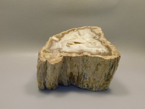 Petrified Wood Water Cypress Polished Round Stump Sunnyside #O12
