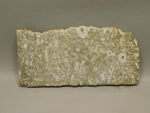 Crinoid Fossil Stone Slab Lapidary Rough Rock Tennessee #O1