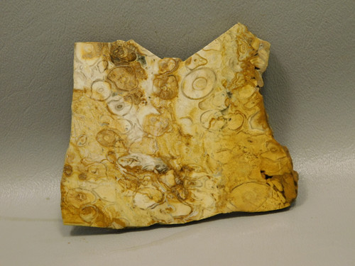 Petrified Palm Root Wood Unpolished Stone Slab Edison California#O3