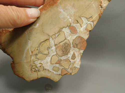 Septarian Nodule Unpolished Stone Slab Rough Rock Utah #O1